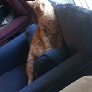 Meet your Posher, Carie